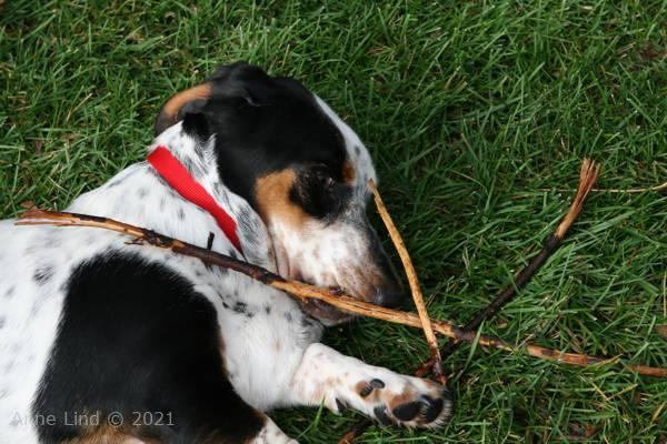 Iz chewing a stick pile