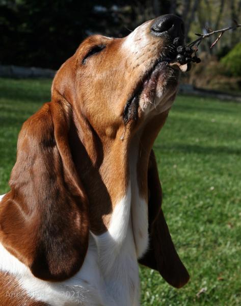 Nooge eating serviceberries