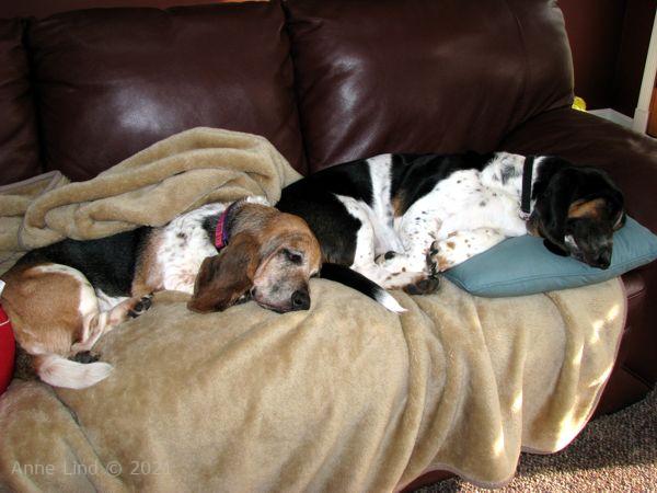 Norm and Yantzee napping