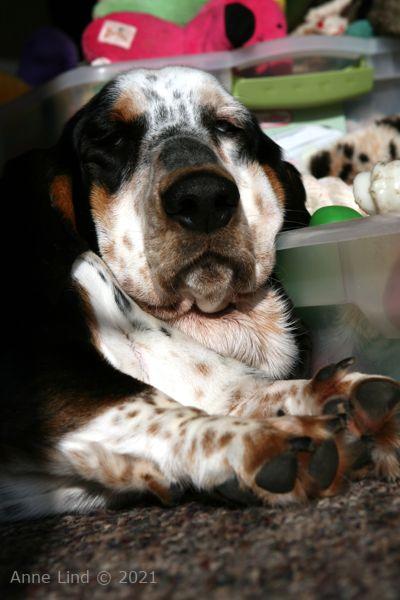 Iz napping on toy box