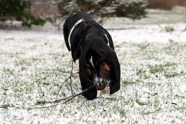 Normie and his stick