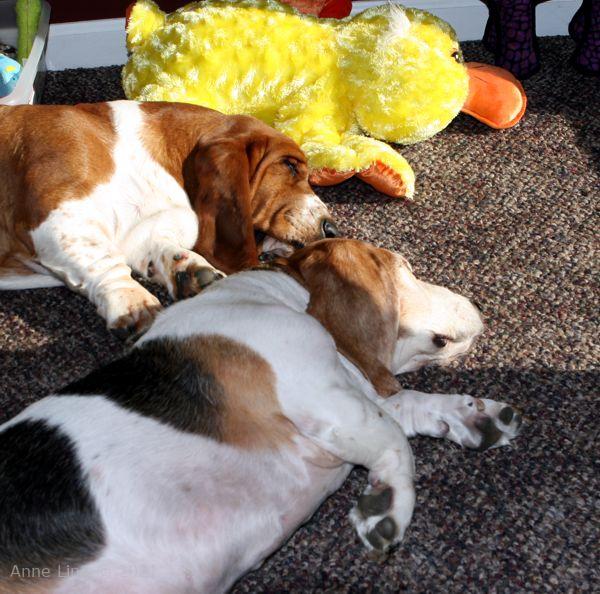 Nooge and Gretch napping in the sun