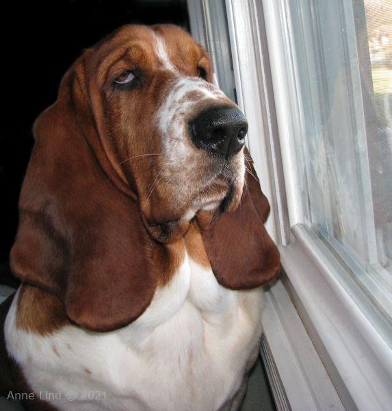 Nooge looking out window