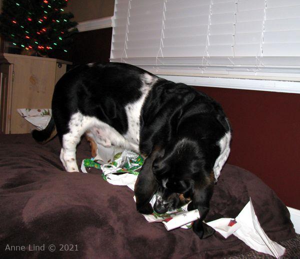 Norm and his wrapping paper