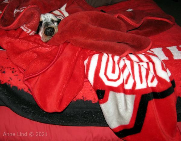 Izzy in her blankets