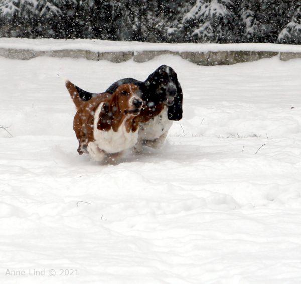 Snow hover dogs
