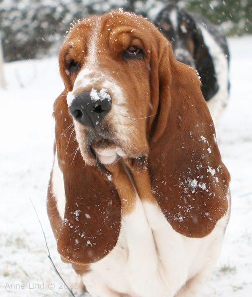Nooge with some snow on his face