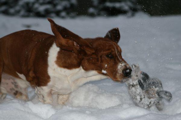 Nooge flipping racoon in the snow