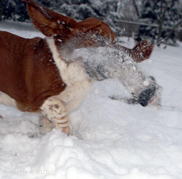 Nooge flipping racoon in the snow