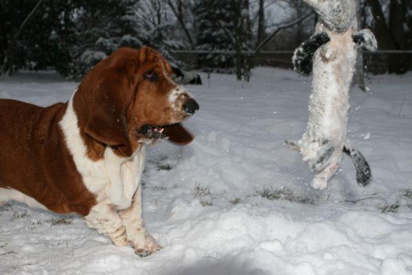 Nooge flipping racoon in the snow