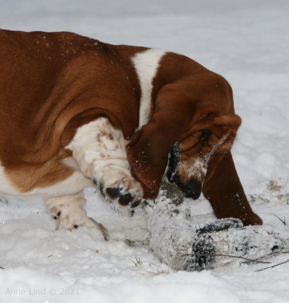 Nooge flipping racoon in the snow