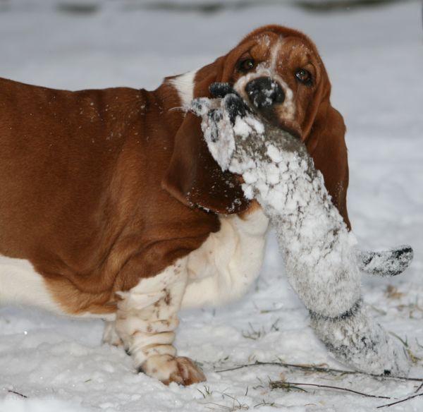 Nooge flipping racoon in the snow