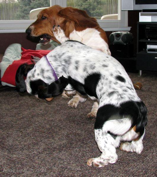 Iz and Nooge playing