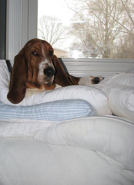 Nooge on his pillows