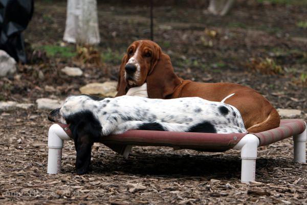 Nooge Iz sun bathing