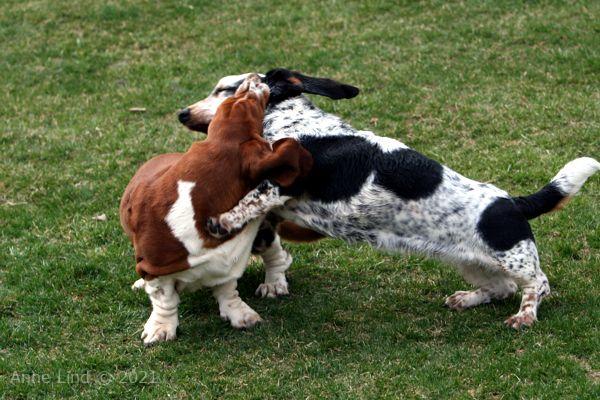 Iz and Nooge wrestle