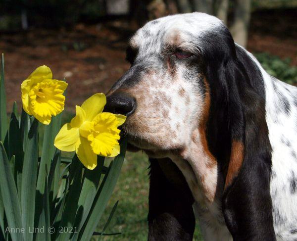 Iz sniffing flowers