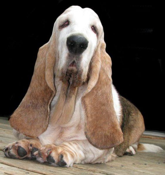 Kazoo's Tina Marie, ROM