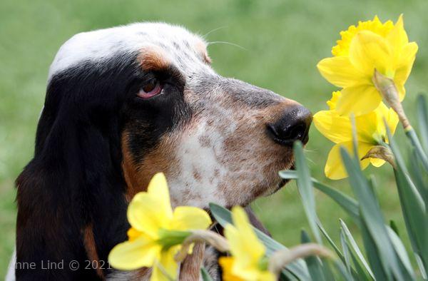 Iz sniffing flowers