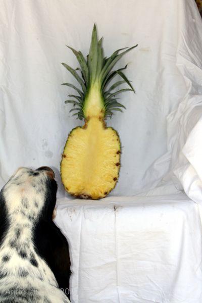 Iz sniffing pineapple