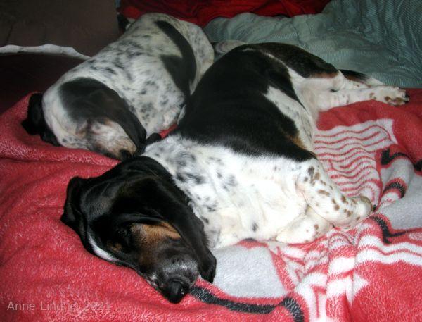 norm and izzi sleeping