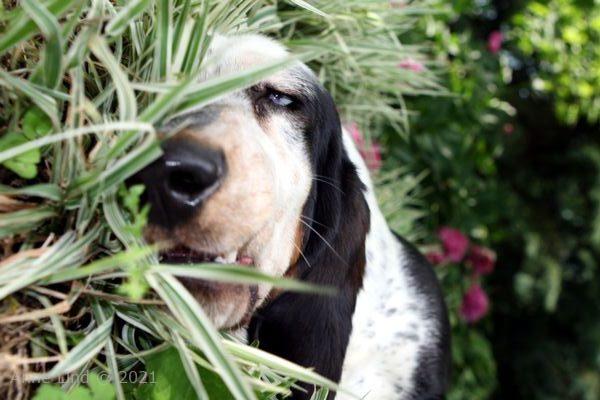Izzi in the salad bowl