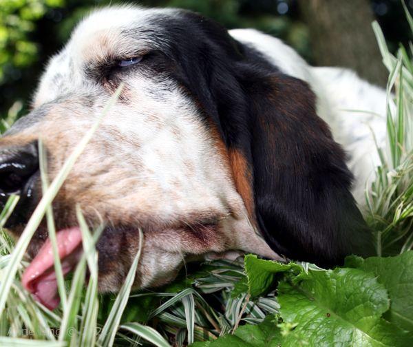 Izzi in the salad bowl