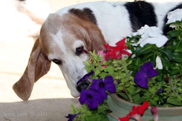 Gretchen sniffing the flowers