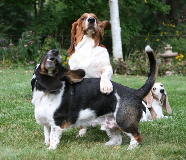 Nooge and Normie playing