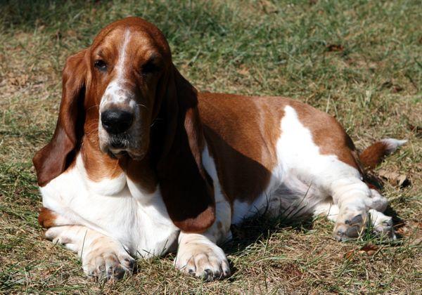 Nooge taking a sunbath