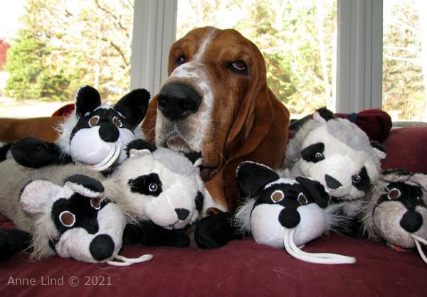 Nooge with baby racoon toys