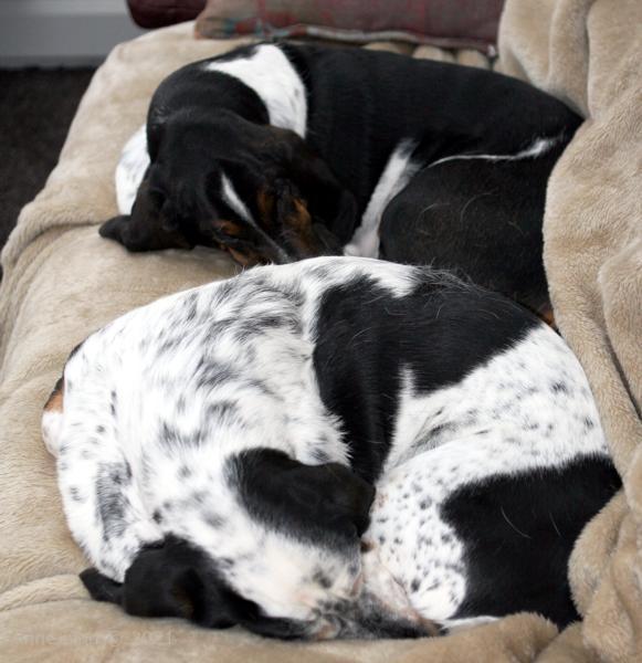 Norm and Izzi sleeping