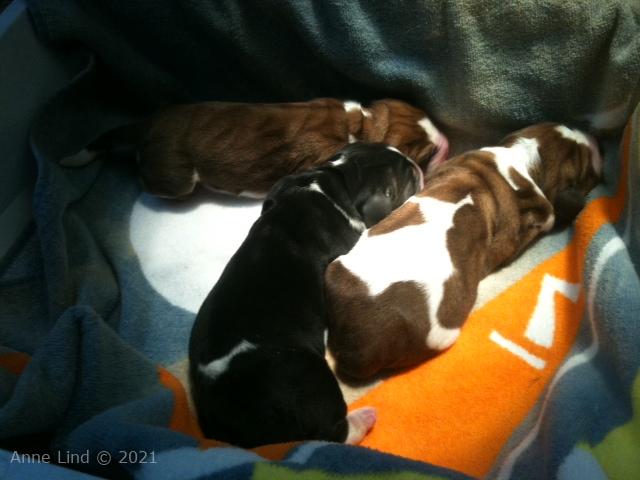 Nooge Charity babies - hour old