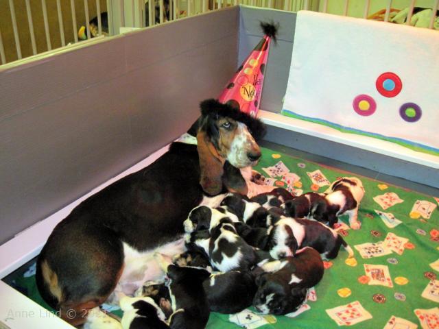 Dorie and her puppies New Years Eve/Day