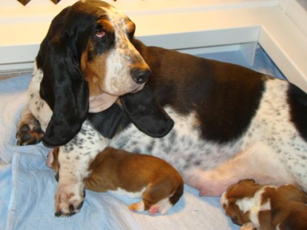 Nooge Charity puppies