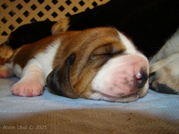 Nooge Charity puppies