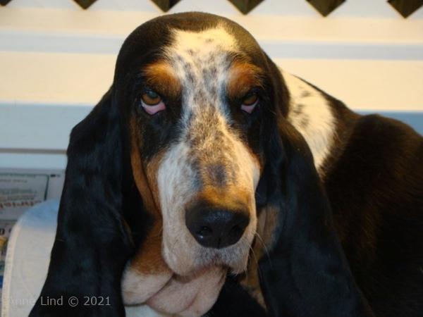 Nooge Charity puppies