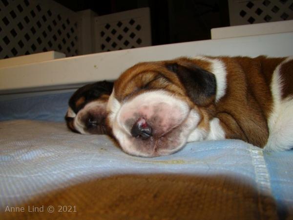 Nooge Charity puppies