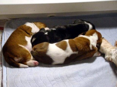 Nooge Charity puppies