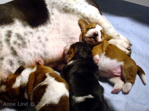 Nooge Charity puppies