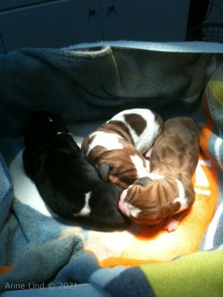 Nooge Charity babies