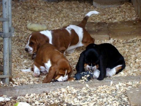 Noogent and Charity puppies