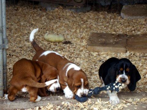 Noogent and Charity puppies