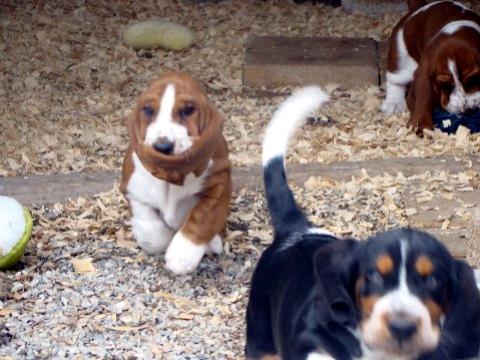 Noogent and Charity puppies