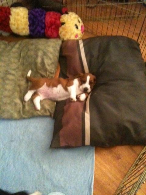 Thriller, Megan, & Nougat