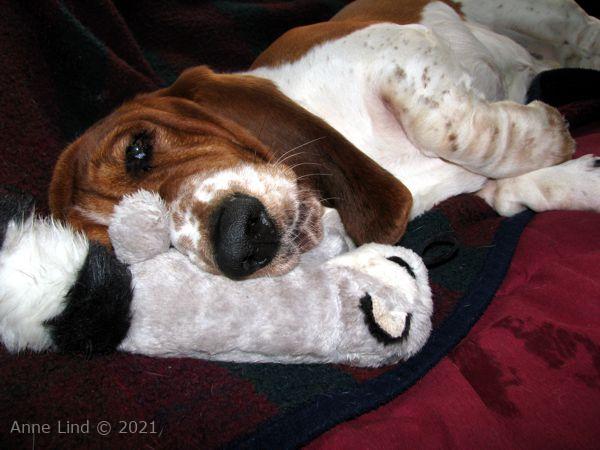 Nooge with his racoon