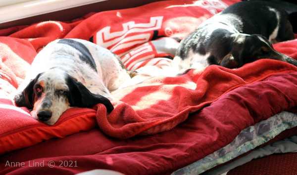 Norm norm and Izzibelle