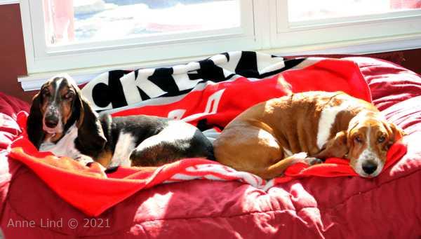 Norm and Nooge napping in sun