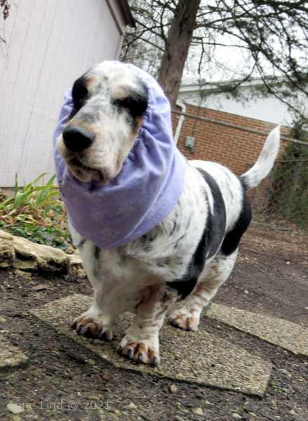 Isabella in her new snood