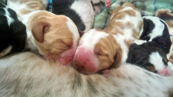 Sizzle Larry babies 1 day old